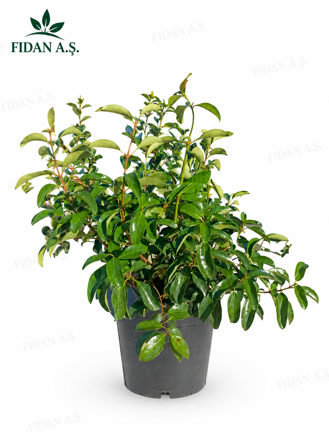 Viburnum Lucidum